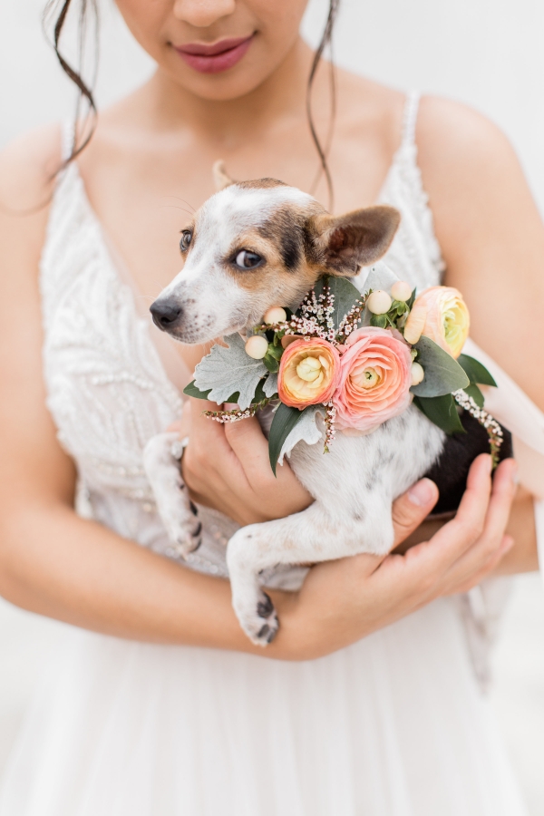 Rescue Dog at Wedding