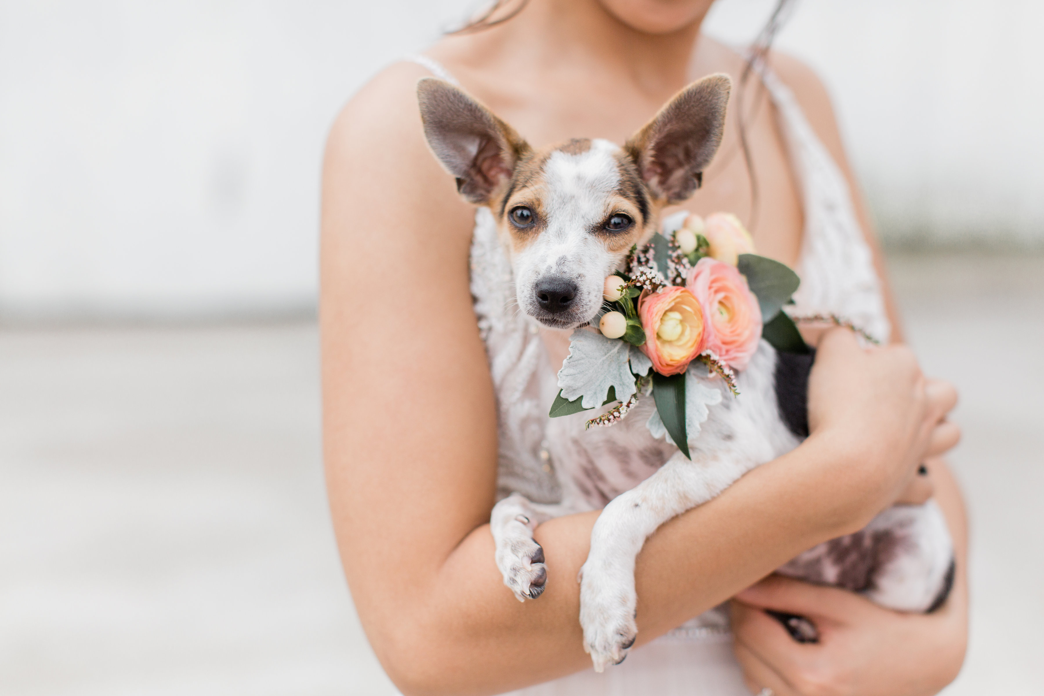 Rescue Dog at Wedding with Bride