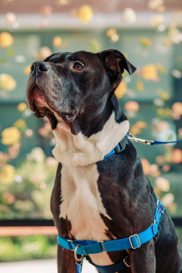 Wedding Inspiration with Adoptable Dogs (10)