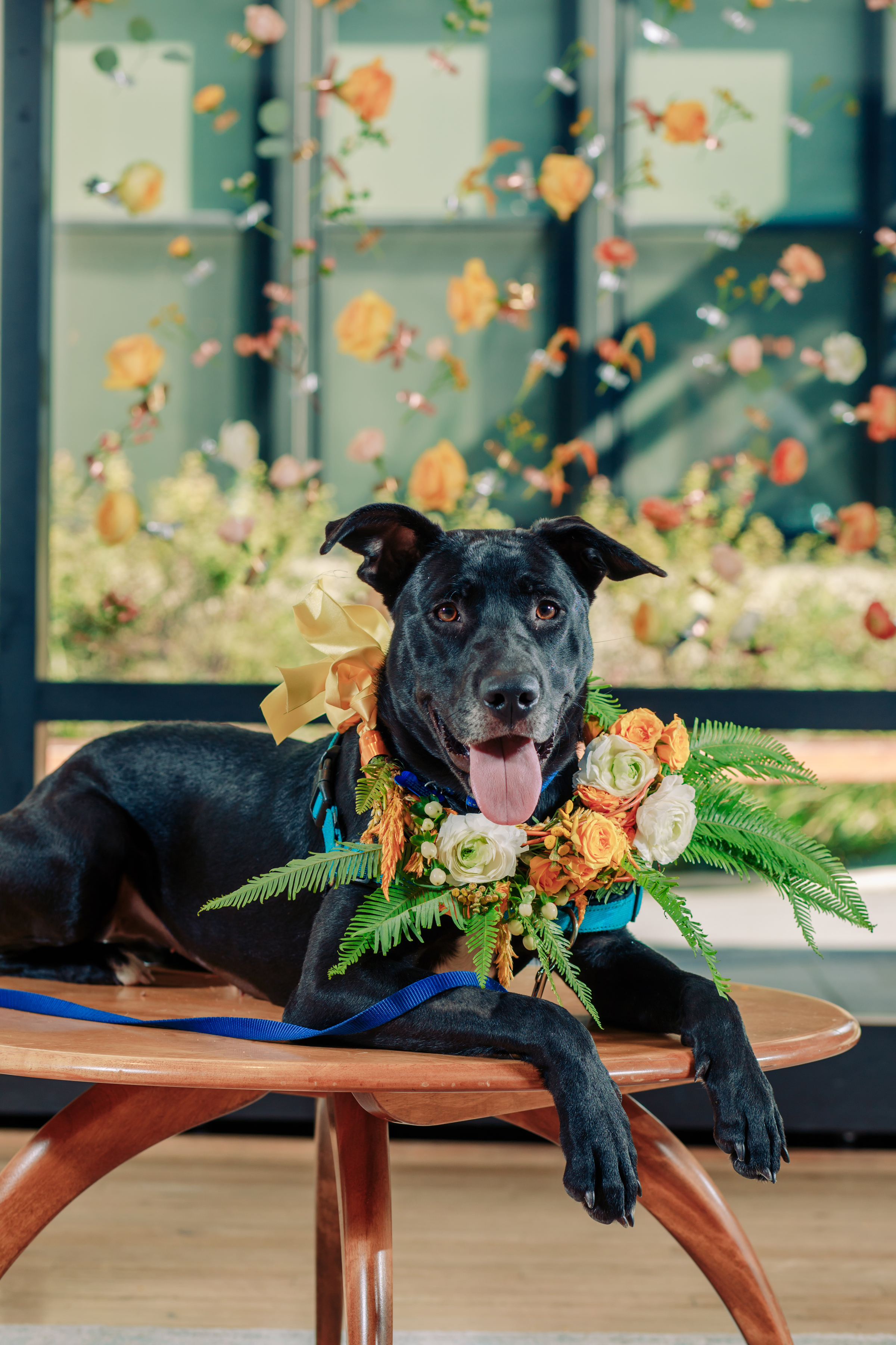 Wedding Inspiration with Adoptable Dogs (39)
