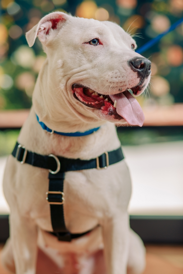 Wedding Inspiration with Adoptable Dogs (9)