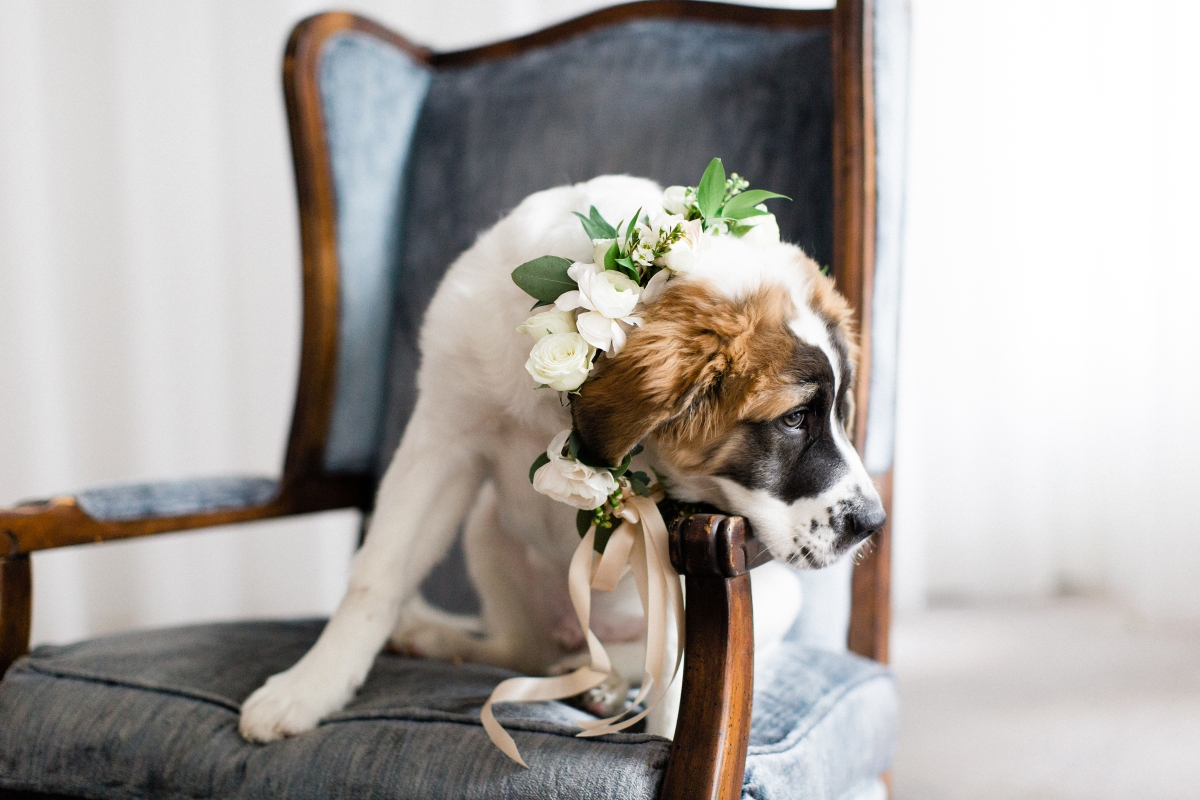 Saint Bernard Puppy in Wedding 2