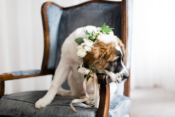 Saint Bernard Puppy in Wedding (2)