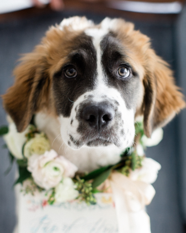 Saint Bernard Puppy in Wedding (5)