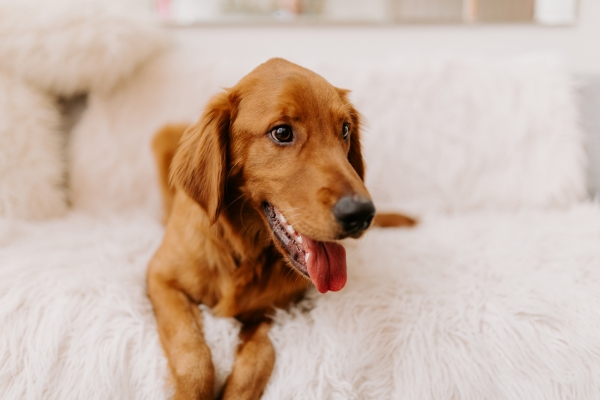 Chicago Party Ideas with Golden Retrievers (15)