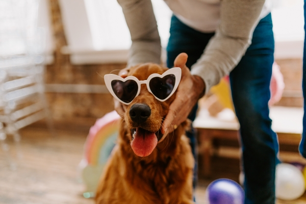 Chicago Party Ideas with Golden Retrievers (18)